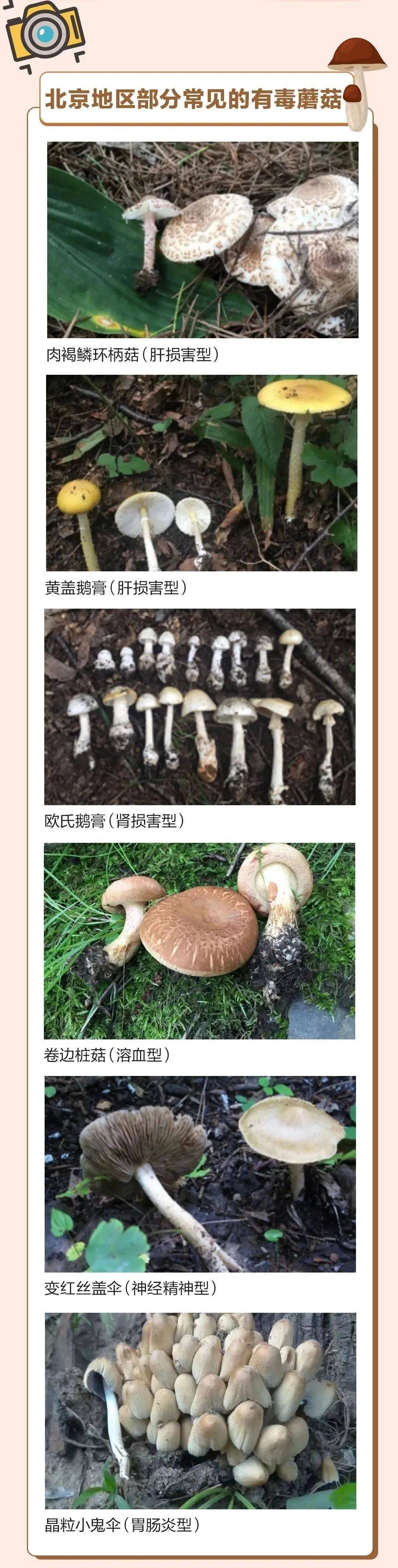 近期大量出现，可致人中毒！北京市卫健委紧急提醒